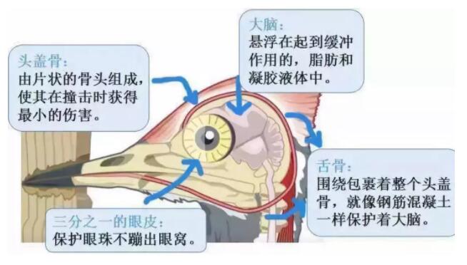 昆明安全帽，安全買冷知識(shí)你知道嗎？